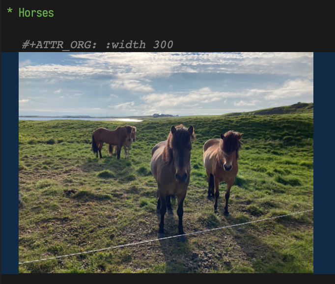 These Icelandic horses were kindly pet by the author.